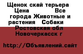 Щенок скай терьера › Цена ­ 20 000 - Все города Животные и растения » Собаки   . Ростовская обл.,Новочеркасск г.